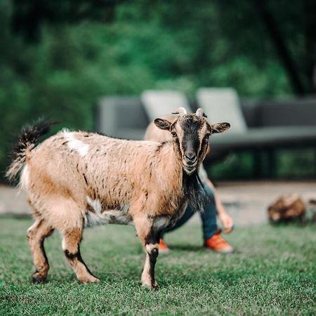 Goat'S Paradise Bohinj ภายนอก รูปภาพ
